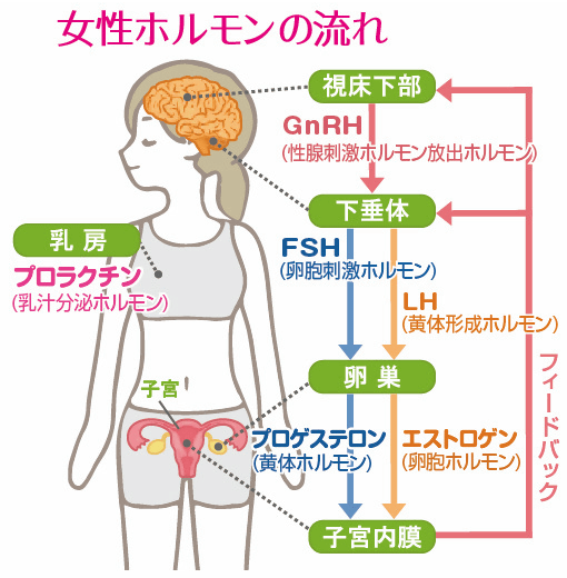女性ホルモンの流れを示すイラスト。脳、下垂体、卵巣、子宮の間でのホルモン分泌やフィードバックの関係を図解