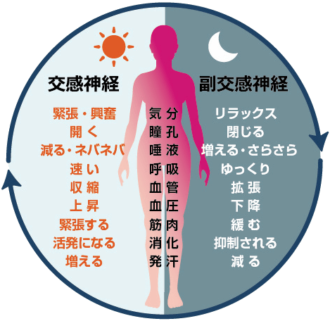 交感神経と副交感神経の働きを示す図。交感神経は緊張や心拍増加を、副交感神経はリラックスや心拍低下を促す