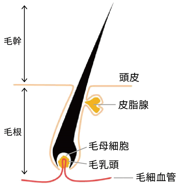 毛細血管と毛根、毛乳頭、皮脂腺など髪の成長に関わる構造を示すイラスト