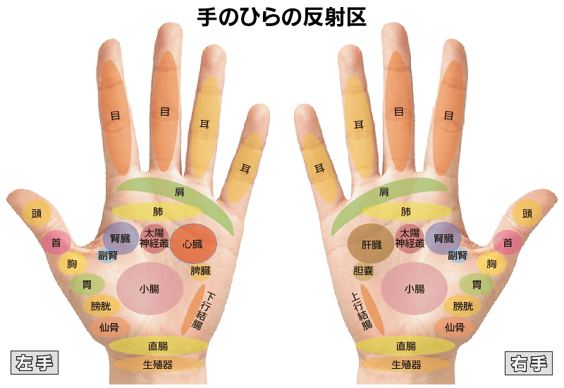 手のひらの反射区