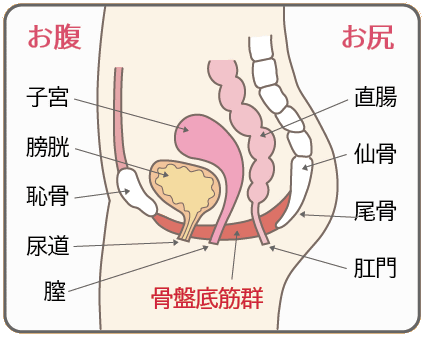 骨盤底筋群の位置を示した断面図。子宮、膀胱、恥骨、直腸、尾骨など骨盤内の臓器と骨盤底筋の関係