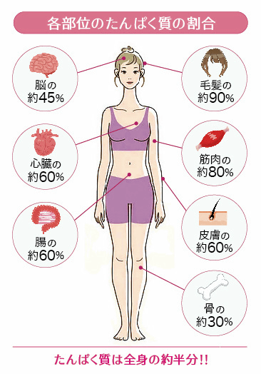 タンパク質が全身に占める割合を示したイラスト、タンパク質は全身の約半分！