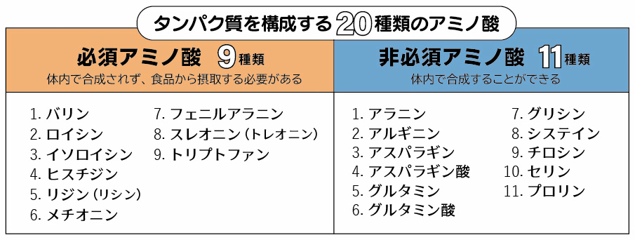 タンパク質を構成する9種の必須アミノ酸と11種の非必須アミノ酸の一覧